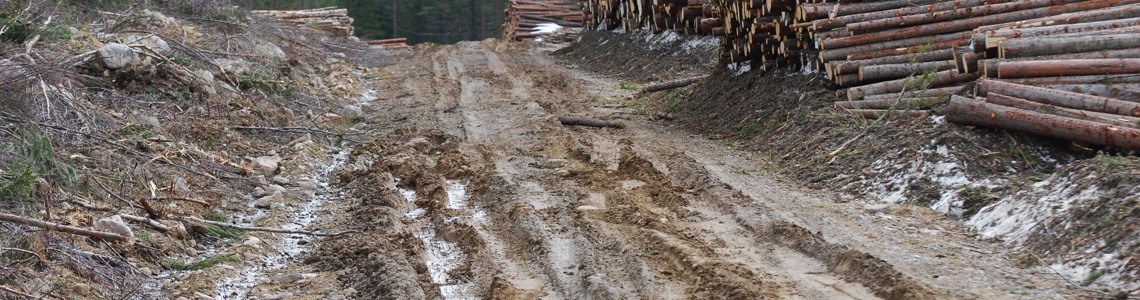 Sönderkörd skogsväg, djupa tjälskador